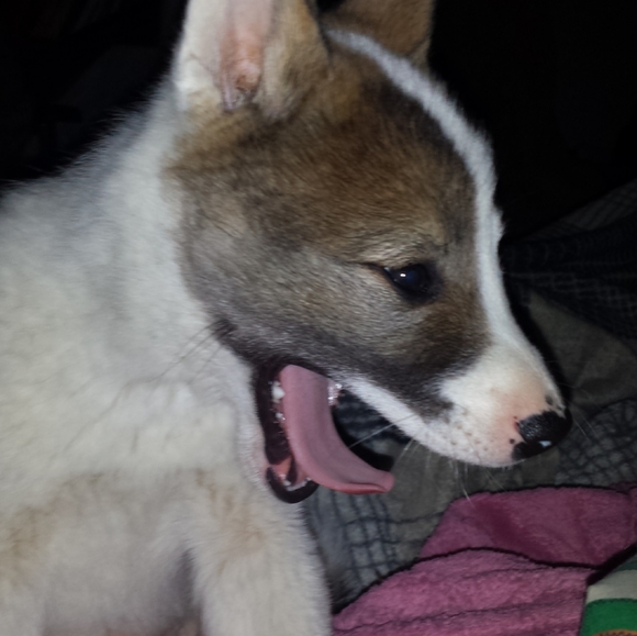 Meet your Posher, Alisha - Picture 2 of 6